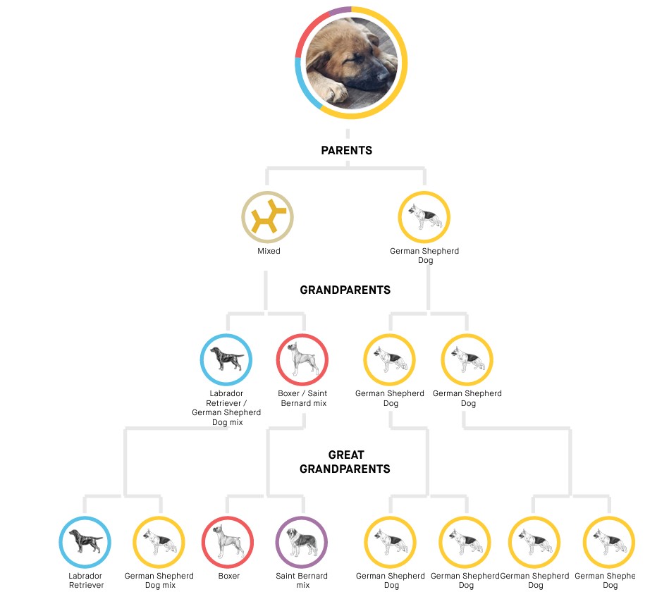 My Dog Did an Embark Breed Test and the Results Were Surprising