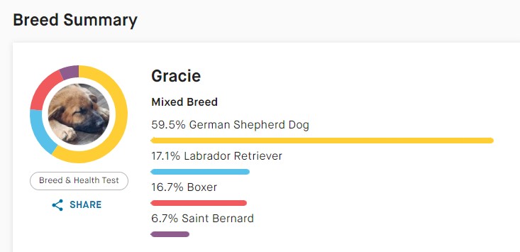 My Dog Did an Embark Breed Test and the Results Were Surprising